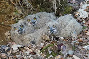 141020: Eagle Owl - chicks in the nest - Germany