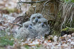 141020: Eagle Owl - chicks in the nest - Germany