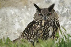 Stallion: Eagle Owl, Parc Ornithologique de Pond de