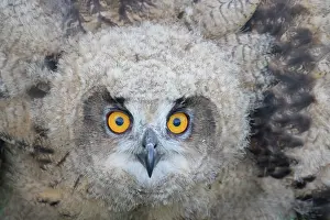 110121: Eagle Owl - portrait of juvenile bird - Germany