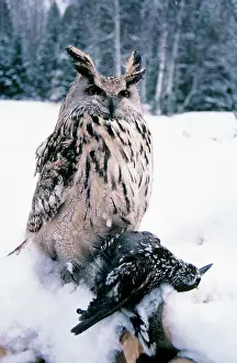 Glade: Eagle Owl - with prey - forest glade of Ural Mountains