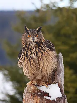 040319: Eagle Owl- sitting in winter on a cut tree, Czech
