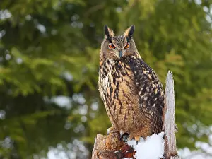 040319: Eagle Owl- sitting in winter on a cut tree, Czech