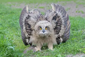 Defensive: Eagle Owl - young bird in defensive posture - Germany