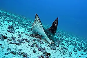 Eels: Eagle ray Aetobatus narinari feeding on sand eels Darwin isl