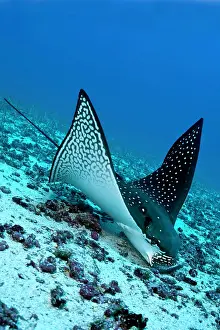 Eels: Eagle ray Aetobatus narinari feeding on sand eels Darwin isl