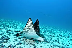 Eels: Eagle ray Aetobatus narinari feeding on sand eels Darwin isl