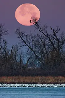 Squaw: Eagles, Geese and Moon