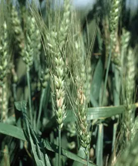 Scab: Ear blight on Bearded wheat