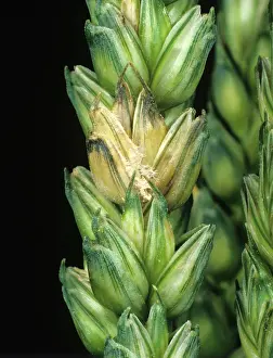Grains: Ear blight on ear of wheat