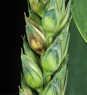 Grains: Ear blight (Fusarium sp.) on wheat