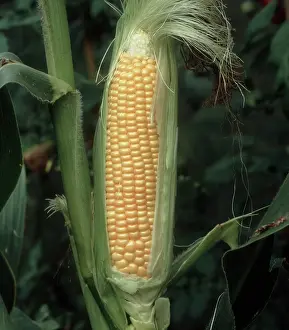 Grains: Ear of corn with husk pulled back