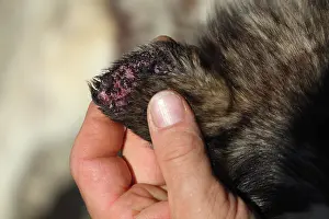 Sense: Ear dog suffering from a skin disease - France