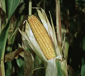 Sweetcorn: An ear of mature corn