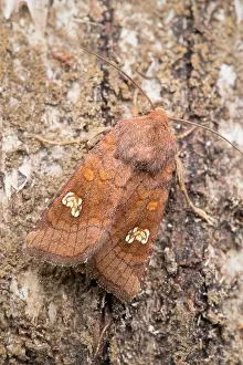 110121: Ear Moth - Notfolk UK