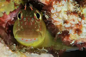 Ampat: Eared Blenny