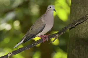 Auriculata: Eared Dove
