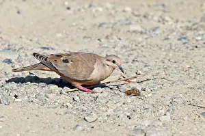 Auriculata: Eared dove - female on stony ground