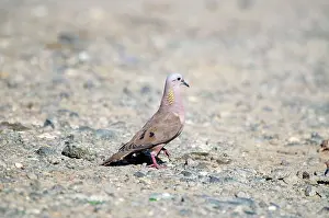 Auriculata: Eared dove - male on stony ground