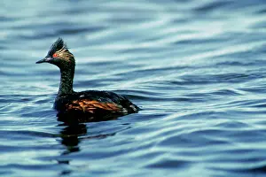 Nigricollis: Eared Grebe