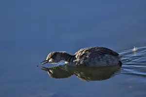 Capturing: Eared Grebe capturing a Mono Lake alkali fly