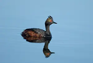 Podicipedidae: Eared Grebe (Podiceps nigricollis)