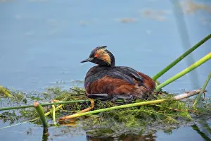 Podiceps: Eared Grebe, Podiceps nigricollis. Adult on nest at Benton