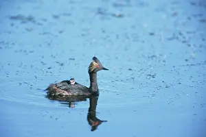 Podicipedidae: Eared Grebe with young on back