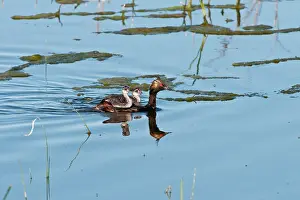 Podicipedidae: Eared Grebe with young