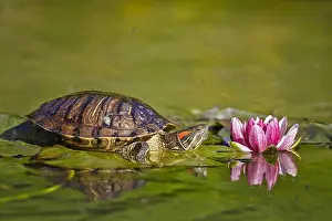 Nymphaeaceae: Eared slider (Trachemys scripta elegans) on leaf