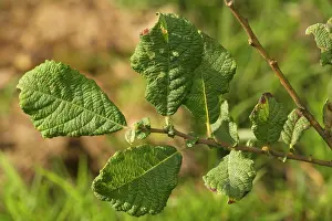 Aurita: Eared Willow