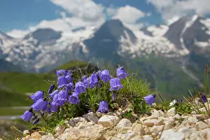 Campanula: Earleaf Bellflower - flowering - Hohe Tauern National