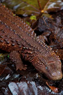 Brunei: Earless monitor lizard (Lanthanotus borneensis)