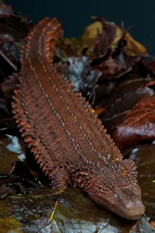 Brunei: Earless monitor lizard (Lanthanotus borneensis)