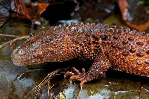 Brunei: Earless monitor lizard (Lanthanotus borneensis)