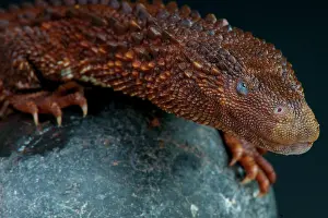 Brunei: Earless monitor lizard (Lanthanotus borneensis)