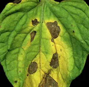 Chlorosis: Early blight of Tomato