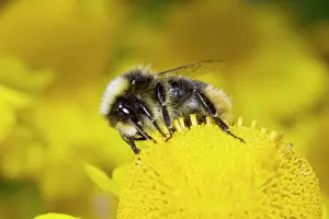 Visiting: Early Bumblebee - male visiting Helenium Flower