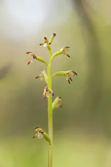 Xd6land: Early Coralroot