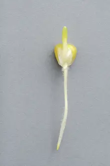 Sprouting: Early corn development