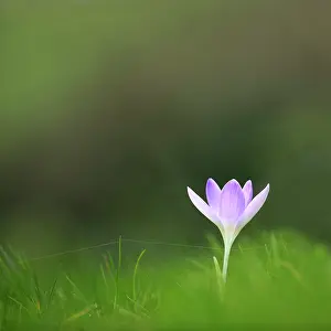 Tommasinianus: Early crocus, Crocus tommasinianus, Side view of