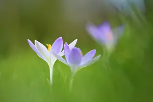 Tommasinianus: Early crocus, Crocus tommasinianus, Side view of