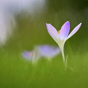 Leadership: Early crocus, Crocus tommasinianus, Side view of