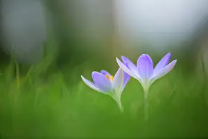 Connected: Early crocus, Crocus tommasinianus, Side view of