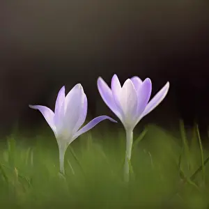 Feminine: Early crocus, Crocus tommasinianus, Side view of