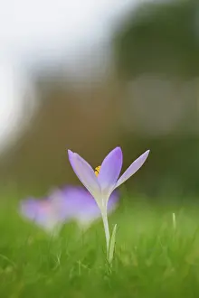 Tommasinianus: Early crocus, Crocus tommasinianus, Side view of