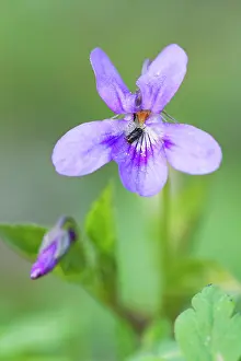 Temp: Early Dog Violet