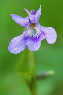 Temp: Early Dog Violet