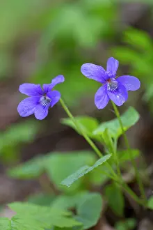Mecklenburg: Early Dog-violet