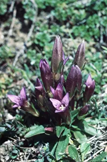 Gentian: EARLY GENTIAN